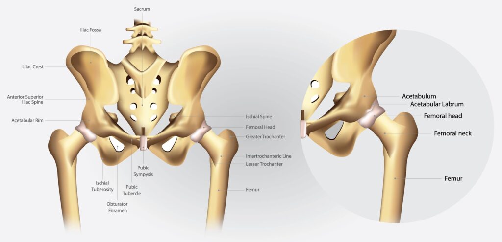 Anatomy of the hip 