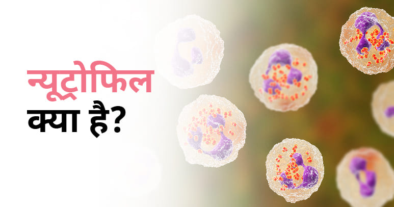 What is Neutrophils in Hindi Thumbnail Link