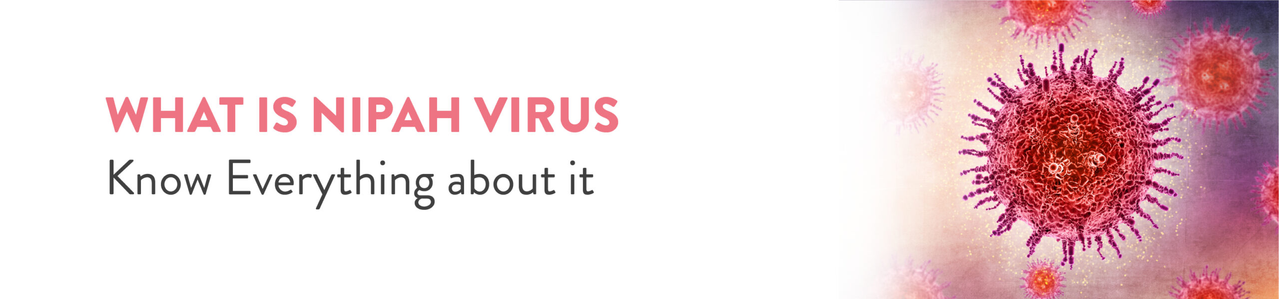 What is Nipah Virus Know Everything about it