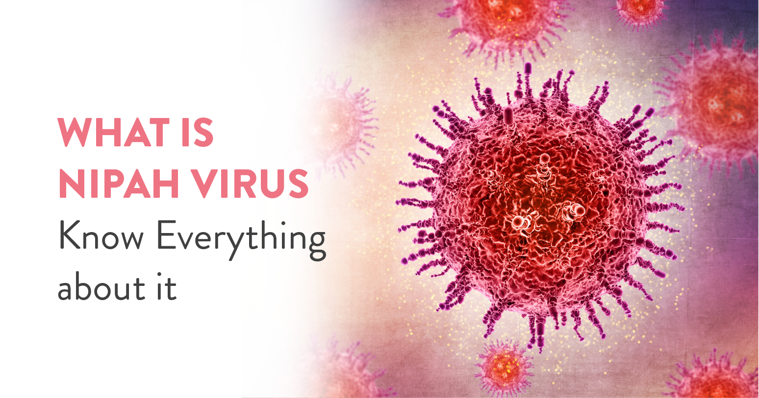 What is Nipah Virus Know Everything about it
